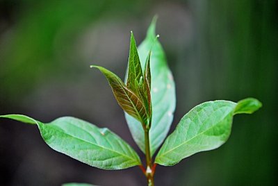 Cephalanthus occidentalis - hlavoš západní - jarní výhonek - listy s žilnatinou - detail